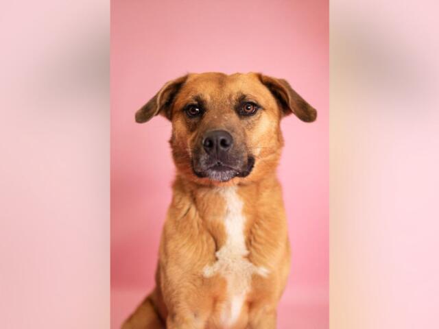 Brown dog with white chest sitting upright against a pink studio backdrop, looking at the camera.