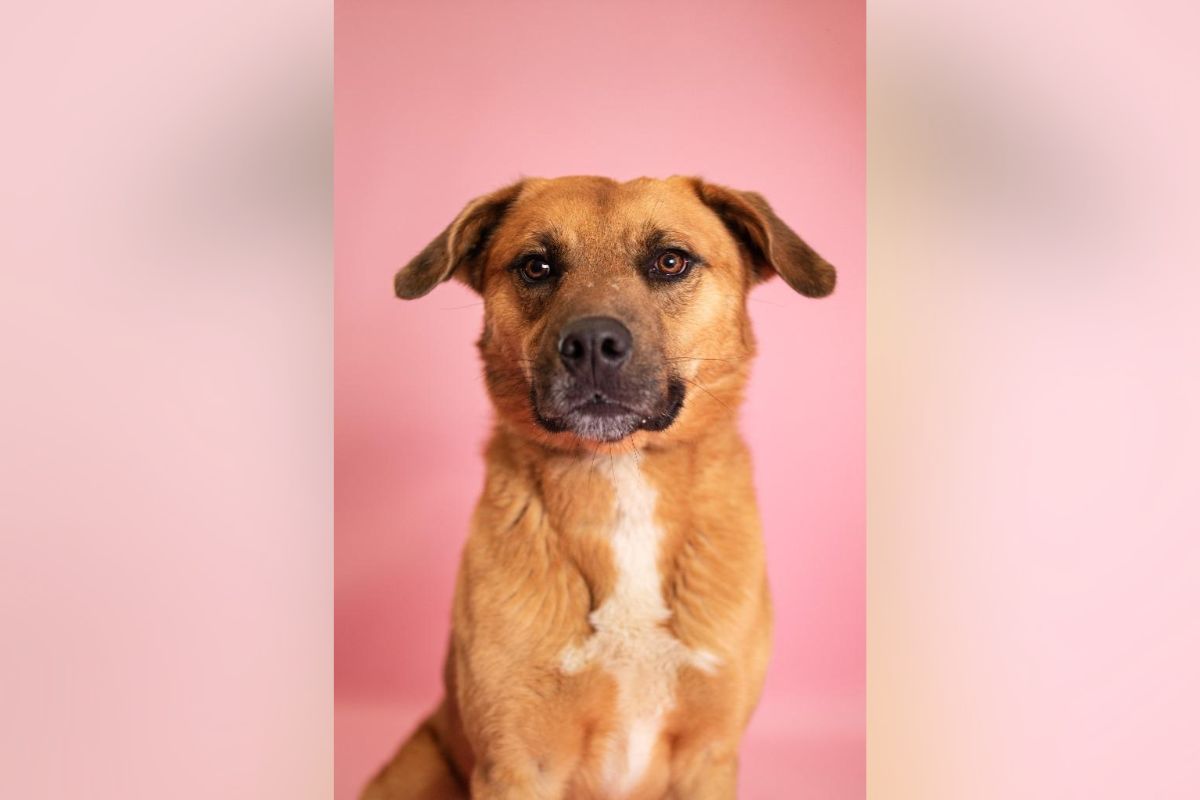 Pets of the week