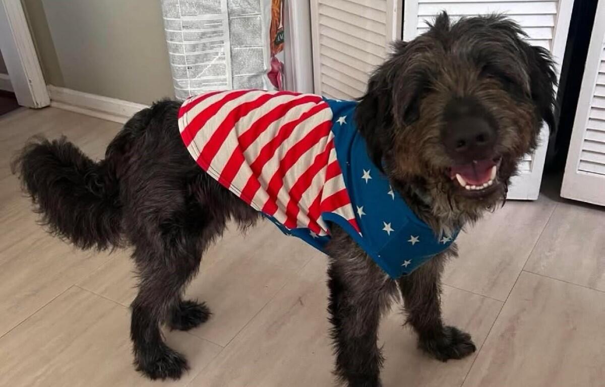 Happy fluffy dog indoors wearing a patriotic red‑white‑blue bandana with stars and stripes, smiling at the camera.