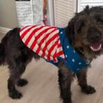 Happy fluffy dog indoors wearing a patriotic red‑white‑blue bandana with stars and stripes, smiling at the camera.