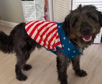 Happy fluffy dog indoors wearing a patriotic red‑white‑blue bandana with stars and stripes, smiling at the camera.