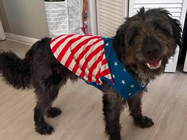 Happy fluffy dog indoors wearing a patriotic red‑white‑blue bandana with stars and stripes, smiling at the camera.