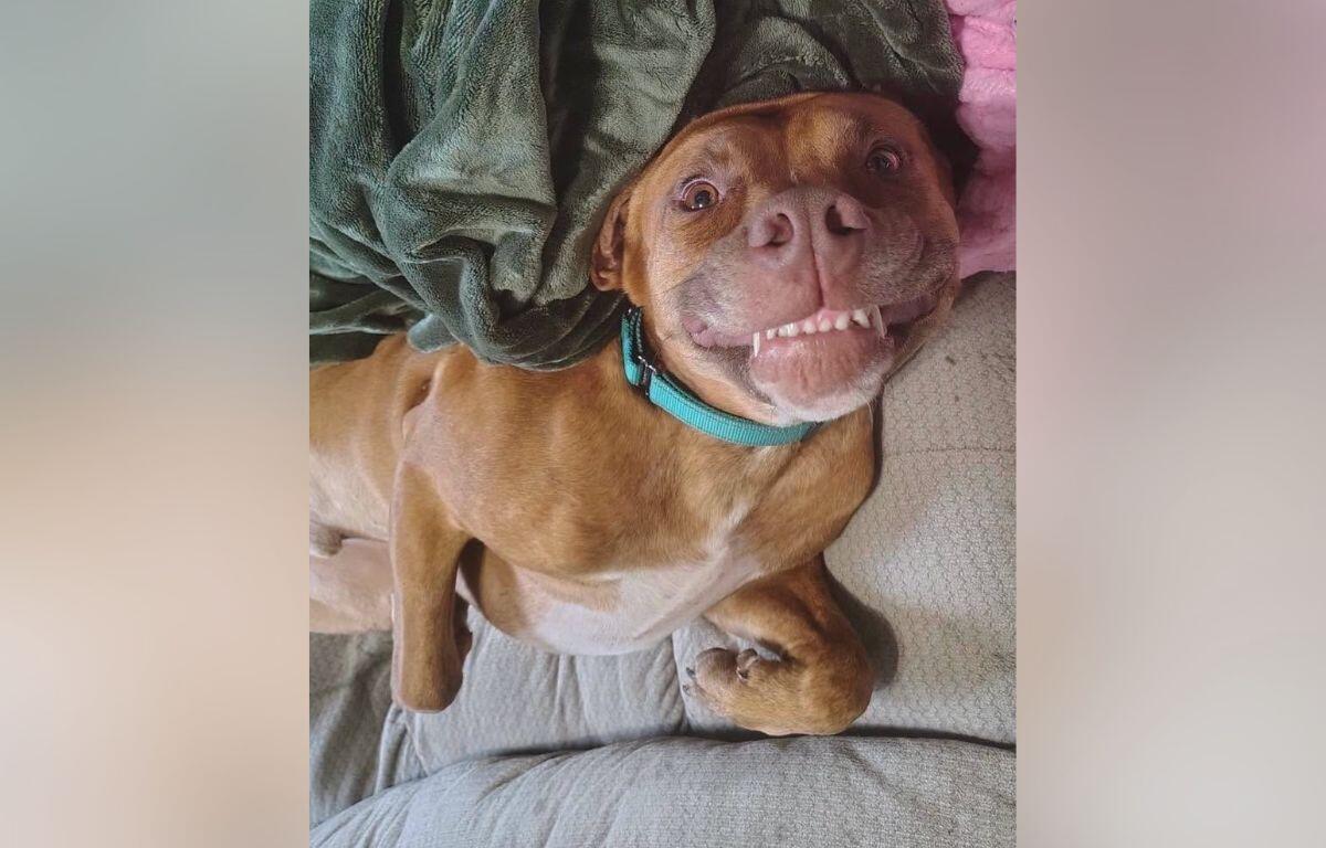 Grinning brown dog wearing a teal collar, lying on a couch with blankets, looking at the camera.