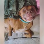 Grinning brown dog wearing a teal collar, lying on a couch with blankets, looking at the camera.
