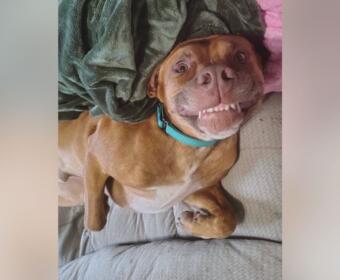 Grinning brown dog wearing a teal collar, lying on a couch with blankets, looking at the camera.