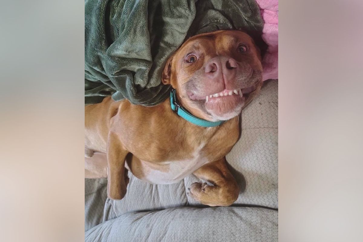 Pets of the week