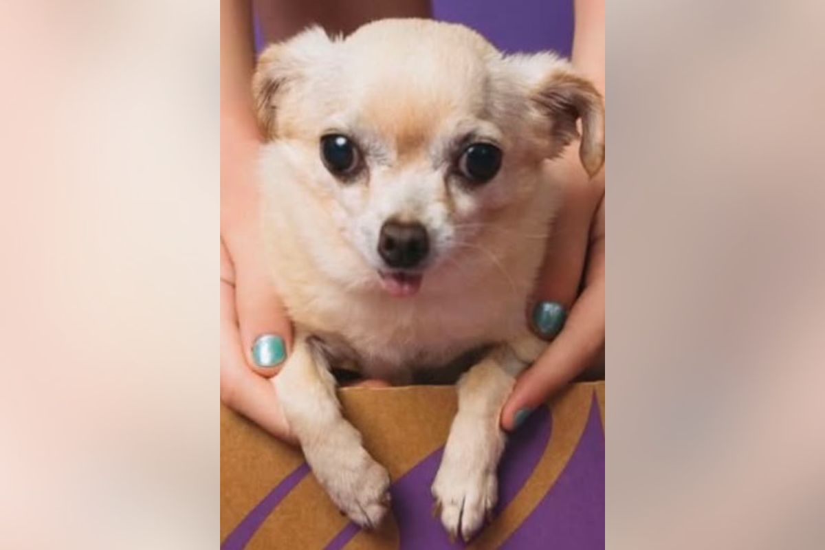 Pets of the week