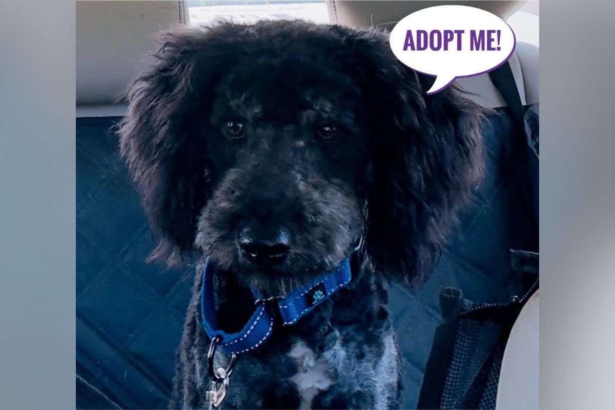 Pets of the week