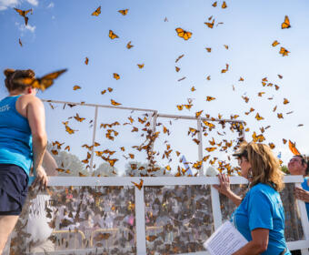 18th Annual Butterfly Festival at the War Memorial Walking Trail in Oak Grove, KY on September 5, 2026 (Wesley Irvin)