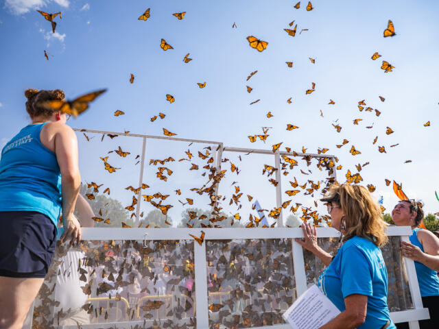 18th Annual Butterfly Festival at the War Memorial Walking Trail in Oak Grove, KY on September 5, 2026 (Wesley Irvin)