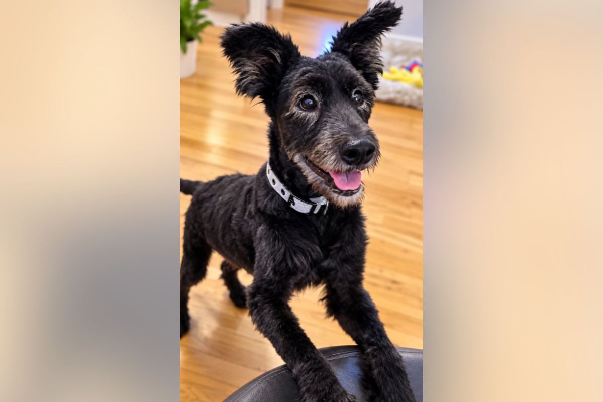 Pets of the week