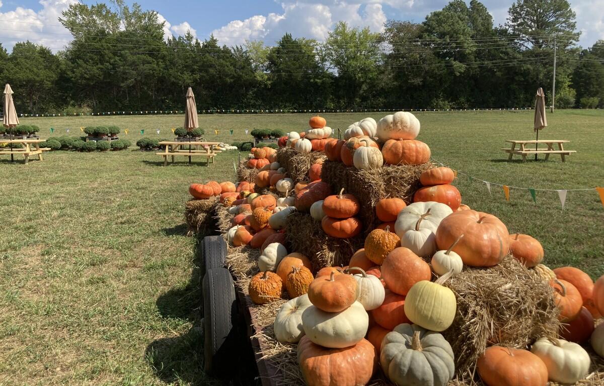 Head Peach Company's Fall 2026 pumpkin patch at 222 Mount Carmel Rd in Montgomery County. (Christian Brown)