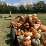 Head Peach Company's Fall 2026 pumpkin patch at 222 Mount Carmel Rd in Montgomery County. (Christian Brown)