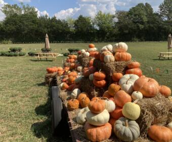 Head Peach Company's Fall 2026 pumpkin patch at 222 Mount Carmel Rd in Montgomery County. (Christian Brown)
