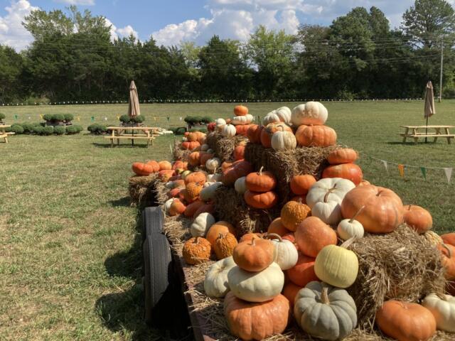 Head Peach Company's Fall 2026 pumpkin patch at 222 Mount Carmel Rd in Montgomery County. (Christian Brown)