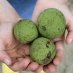 Black walnuts