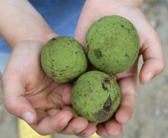 Black walnuts