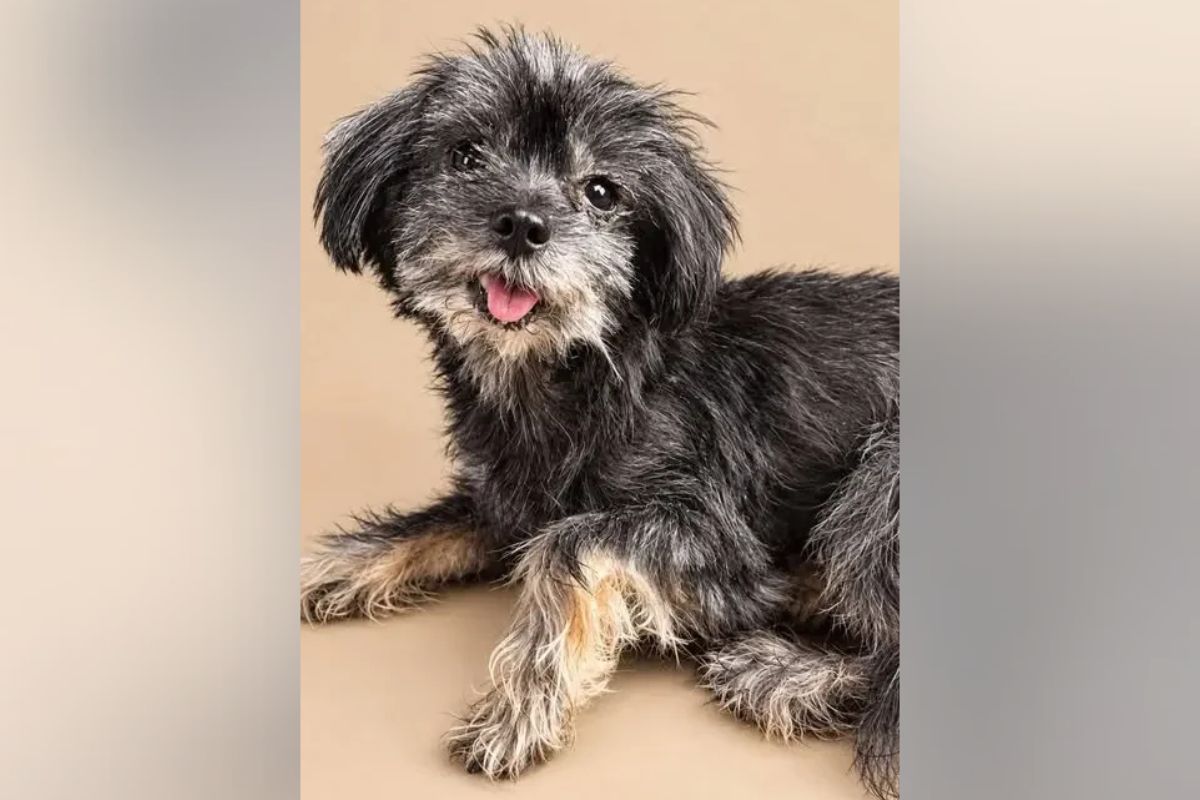 Pets of the week
