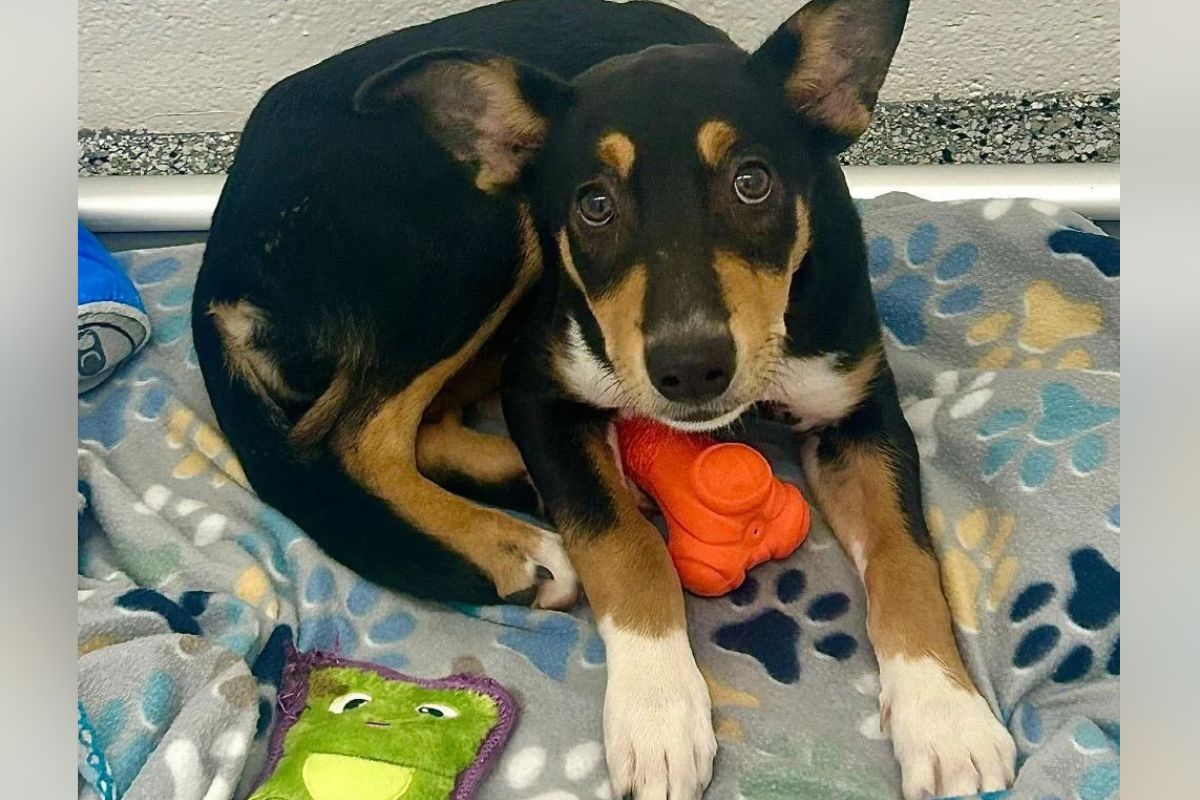 Pets of the week