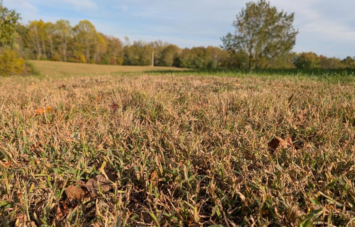 Dry grass on Old Russellville Pike on Oct. 26, 2026. (Chris Smith)