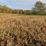 Dry grass on Old Russellville Pike on Oct. 26, 2026. (Chris Smith)