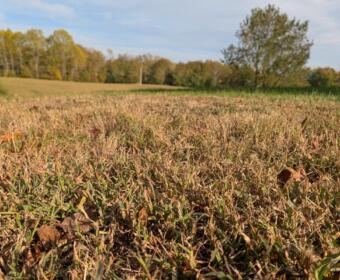 Dry grass on Old Russellville Pike on Oct. 26, 2026. (Chris Smith)