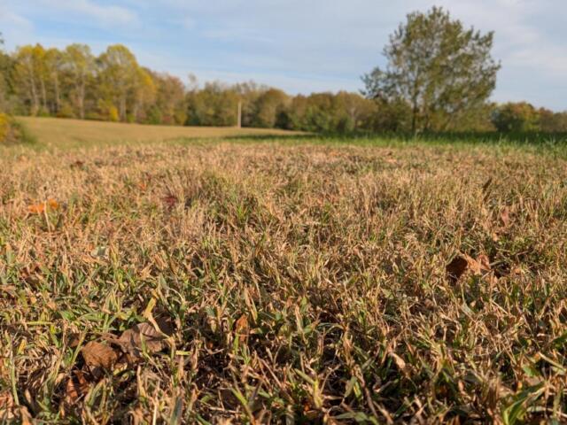 Dry grass on Old Russellville Pike on Oct. 26, 2026. (Chris Smith)