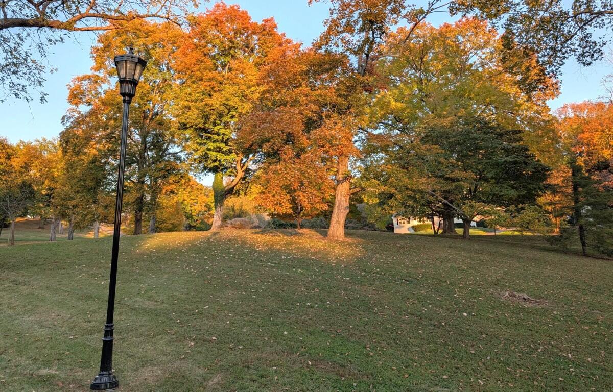Trees on Glenwood hill on Oct. 28, 2026. (Chris Smith)