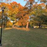 Trees on Glenwood hill on Oct. 28, 2026. (Chris Smith)