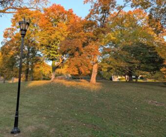 Trees on Glenwood hill on Oct. 28, 2026. (Chris Smith)