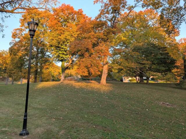 Trees on Glenwood hill on Oct. 28, 2026. (Chris Smith)