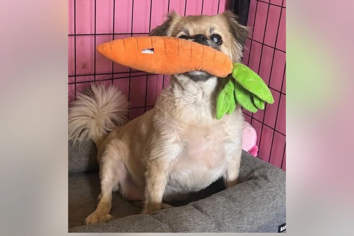 Pets of the week