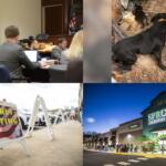Clockwise from the top left, shooting trial, Hickman County dogs, Sprouts opening, early voting.