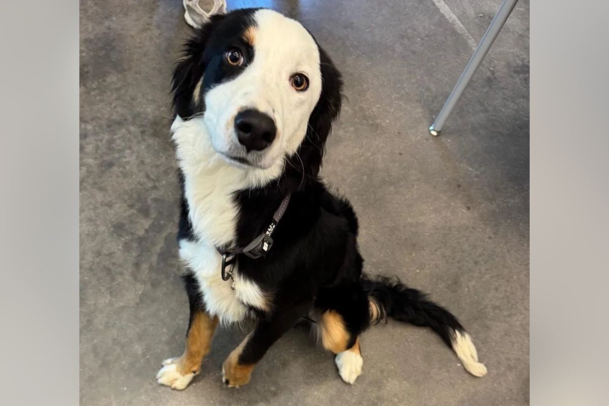 Pets of the week
